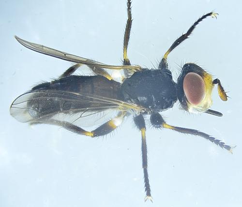 Réf. 343 576 : Thecophora cinerascens